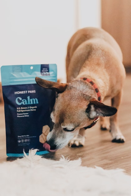 Small Dog Essentials Every Owner Should Have