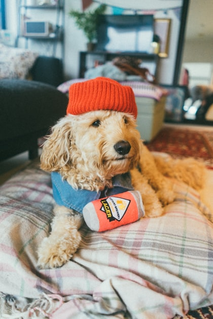 Trusted Recommendations for Small Dog Products