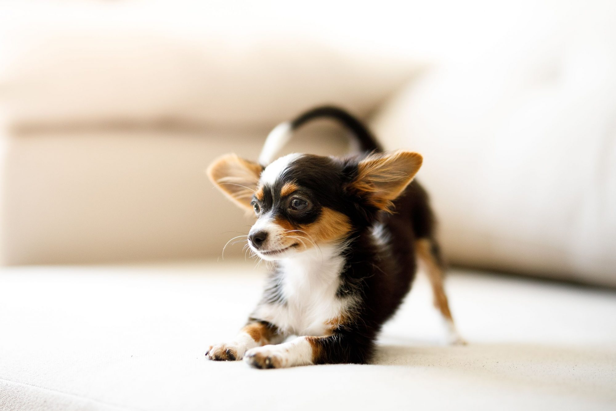 Essential Care Tips for Small Dog Owners